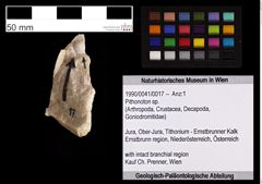 Foto (Objekt + Etiketten) von Pithonoton sp. (NHMW-GEO-1990-0041-0017)